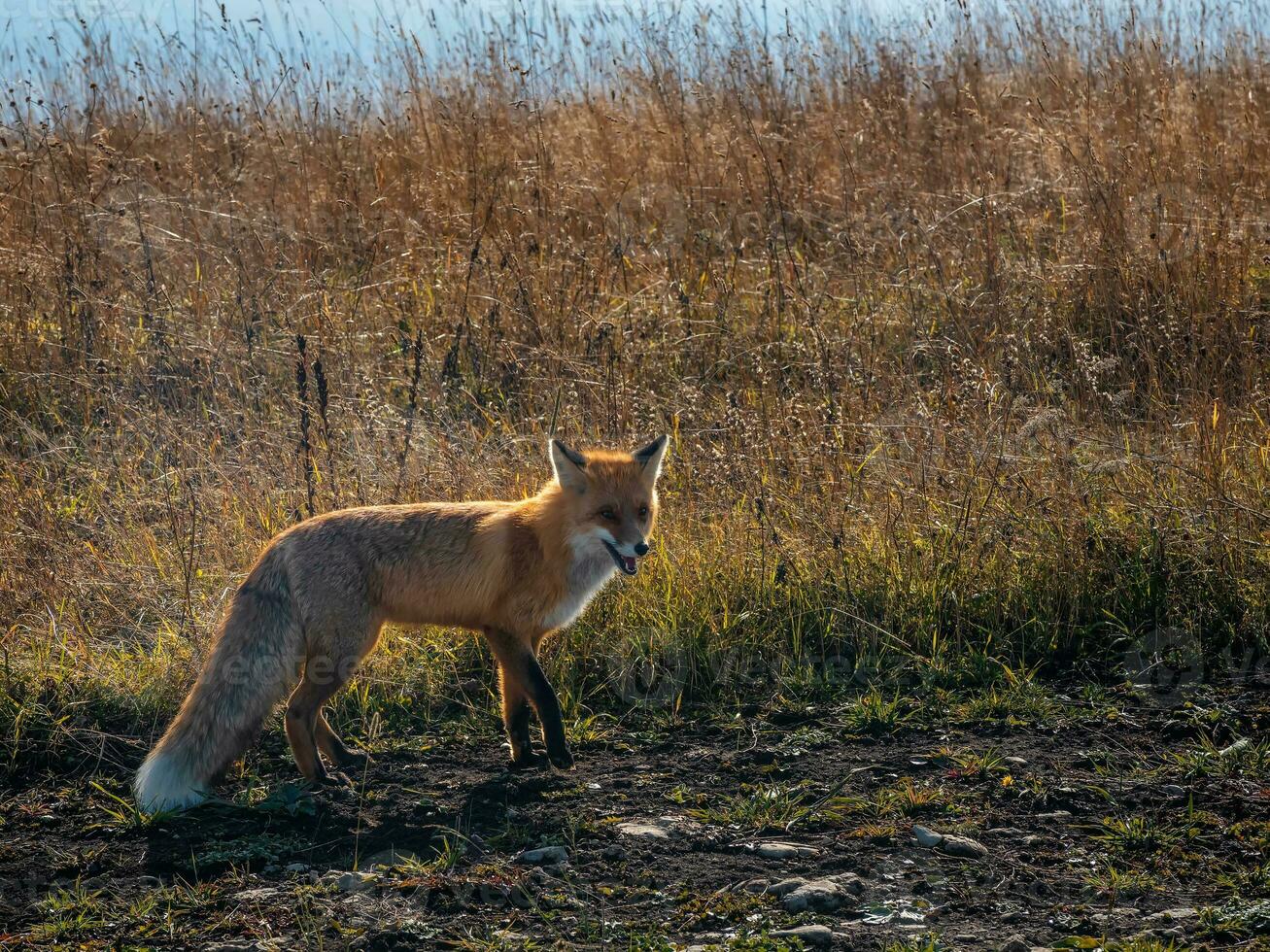 flauschige rot Fuchs auf das Weg im ein ländlich Feld. ein wild Fuchs sieht aus in das Kamera. foto