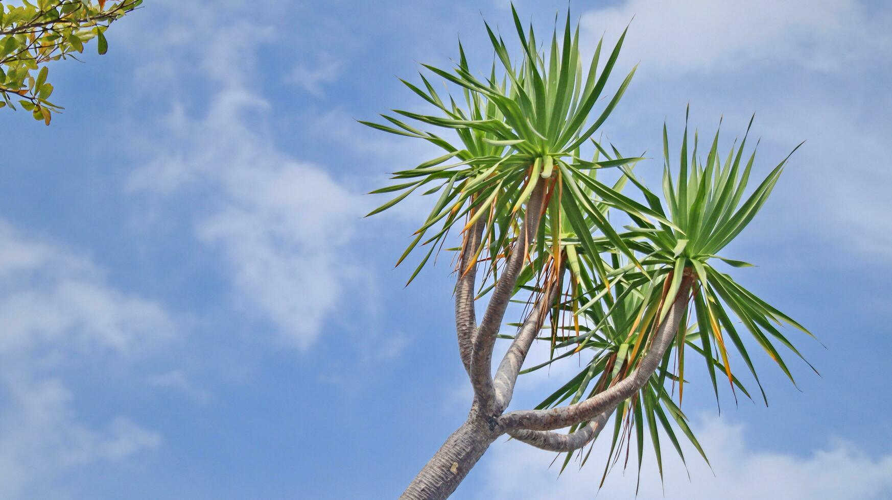 schön tropisch Pflanze Pandanus Baum foto