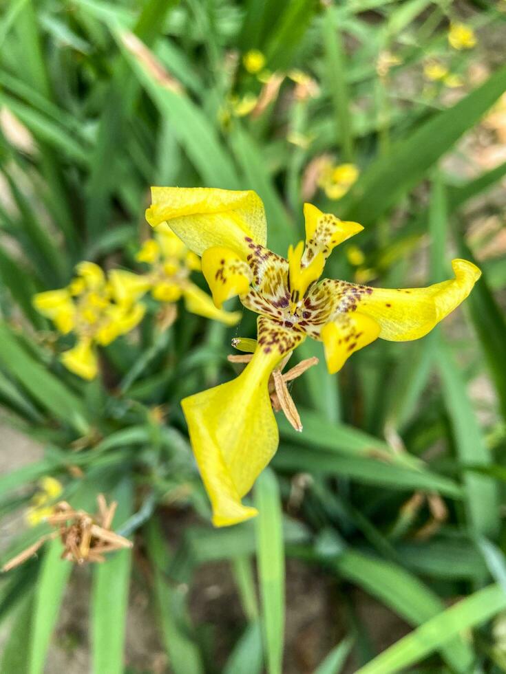 ein Pflanze mit Gelb Blumen und Grün Blätter foto