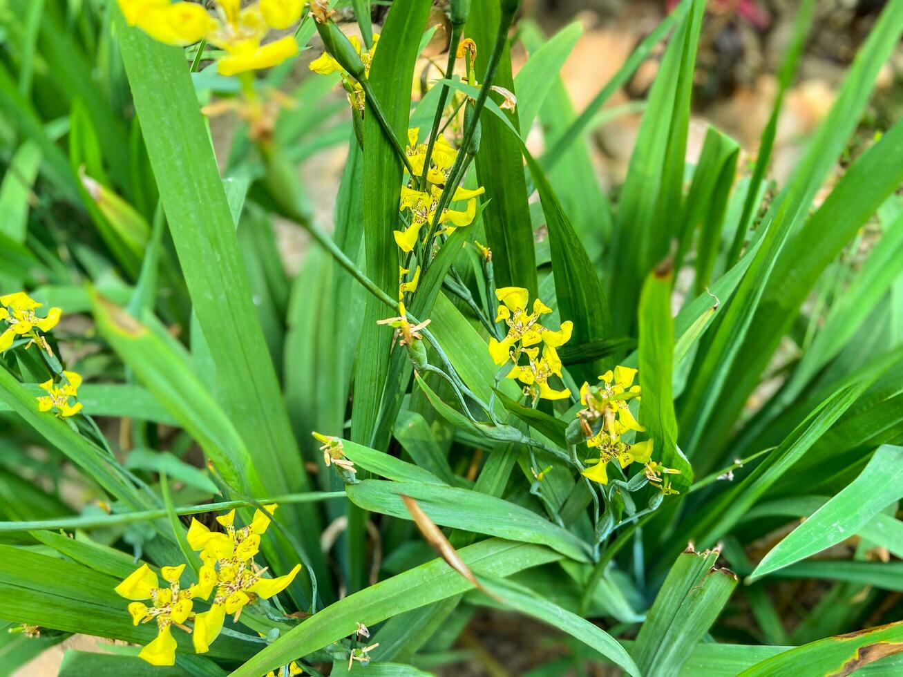 ein Pflanze mit Gelb Blumen und Grün Blätter foto