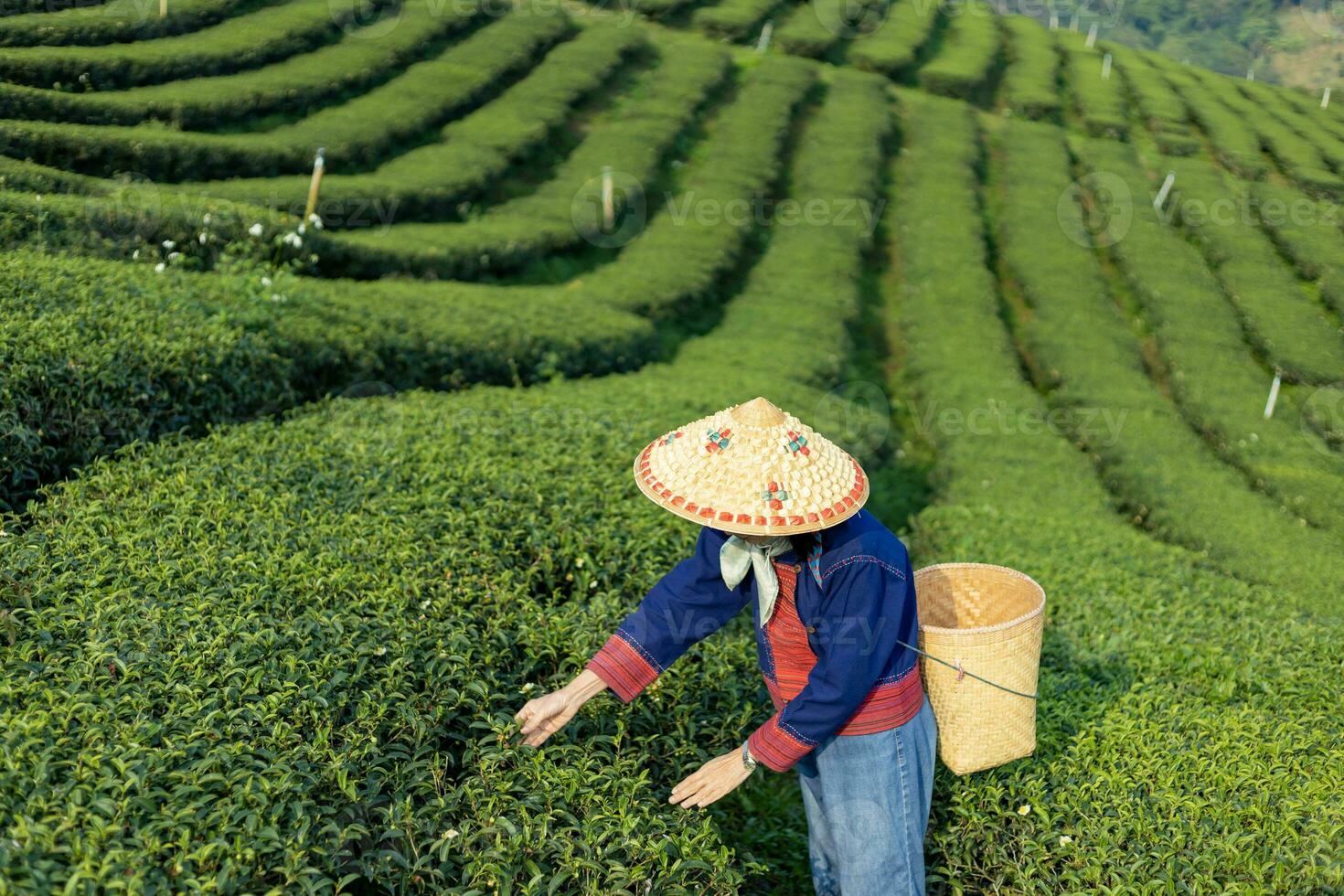 Senior asiatisch Frau im traditionell Stoff pflücken frisch Tee verlassen im das Morgen im ihr Hügel Seite Tee Landwirtschaft und Plantage Geschäft. foto