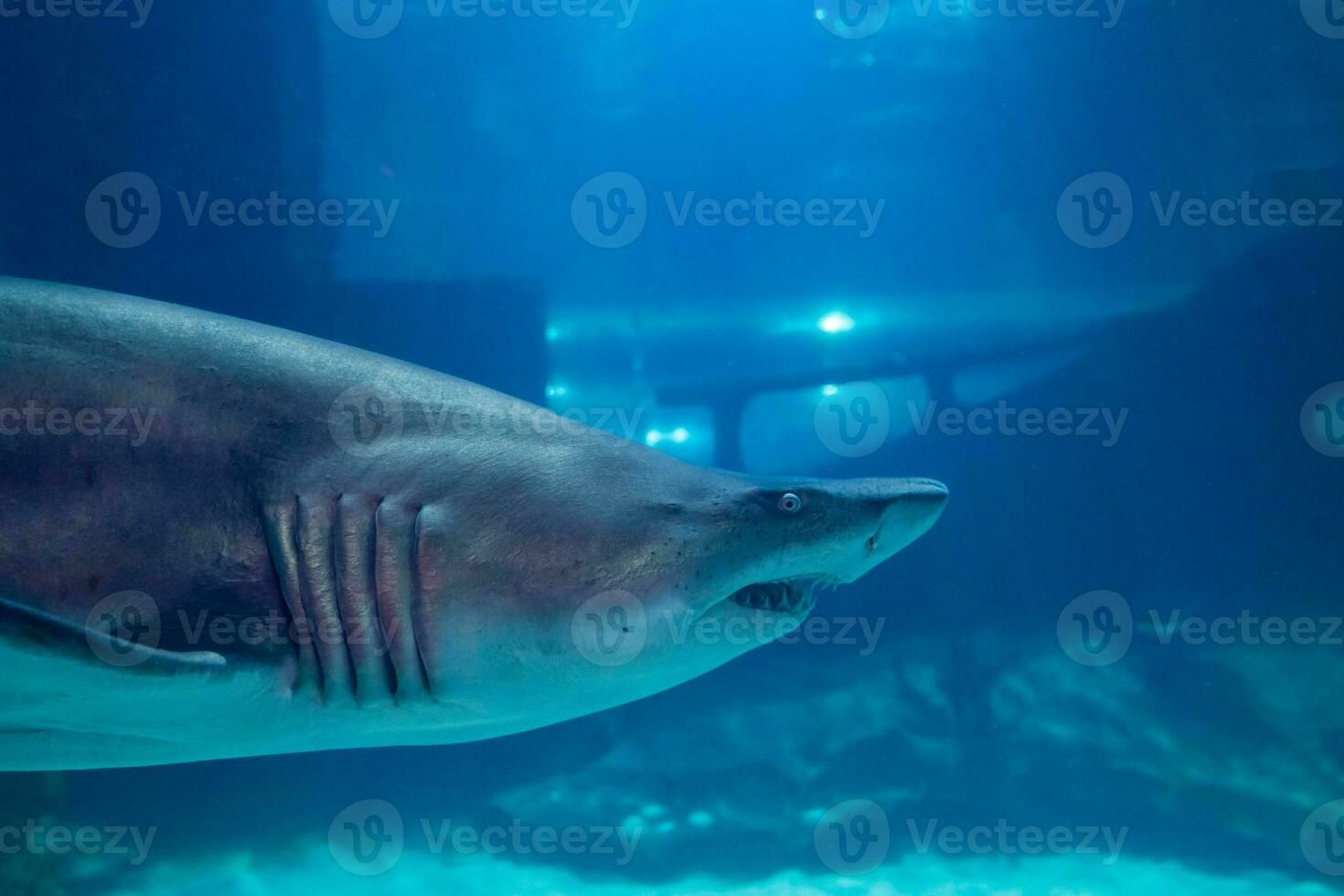 großartig Weiß Hai schließen oben Schuss. das Hai Schwimmen im groß Aquarium. Hai Fisch, Stier Hai, Marine Fisch unter Wasser. foto