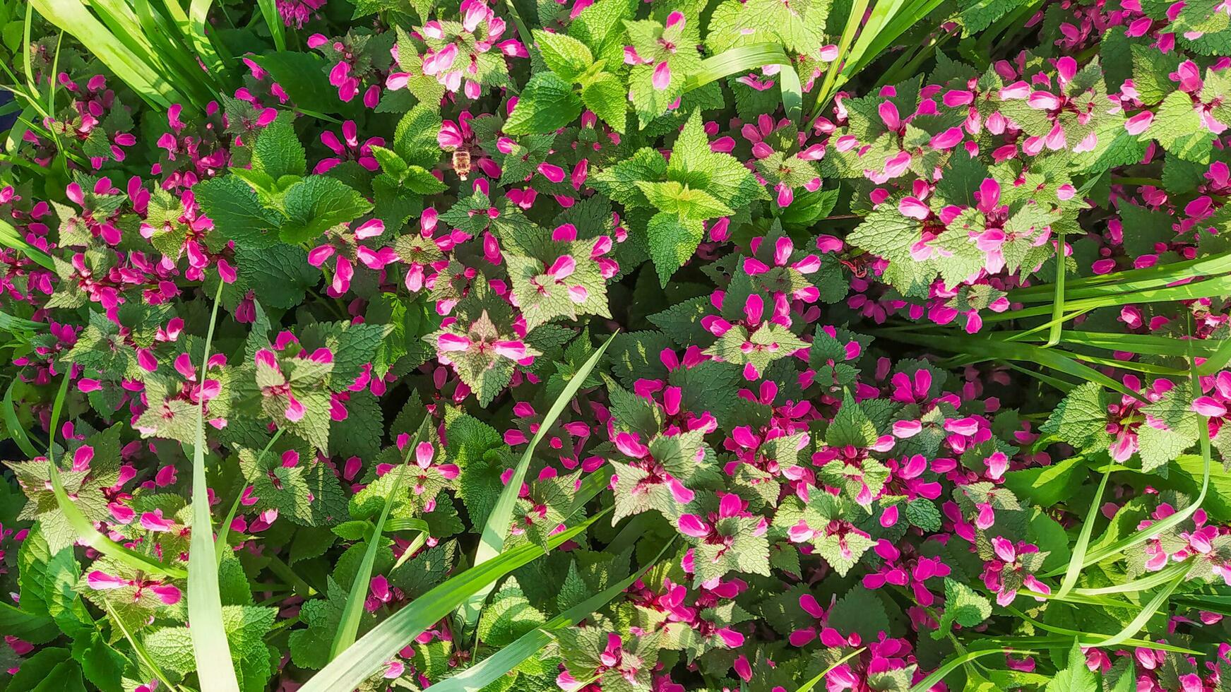 Rosa Blumen von entdeckt Nessel Lamium maculatum. medizinisch Pflanzen im das Garten. lila blühen Pflanzen versammeln auf ein Sommer- Tag. horizontal rahmen. foto