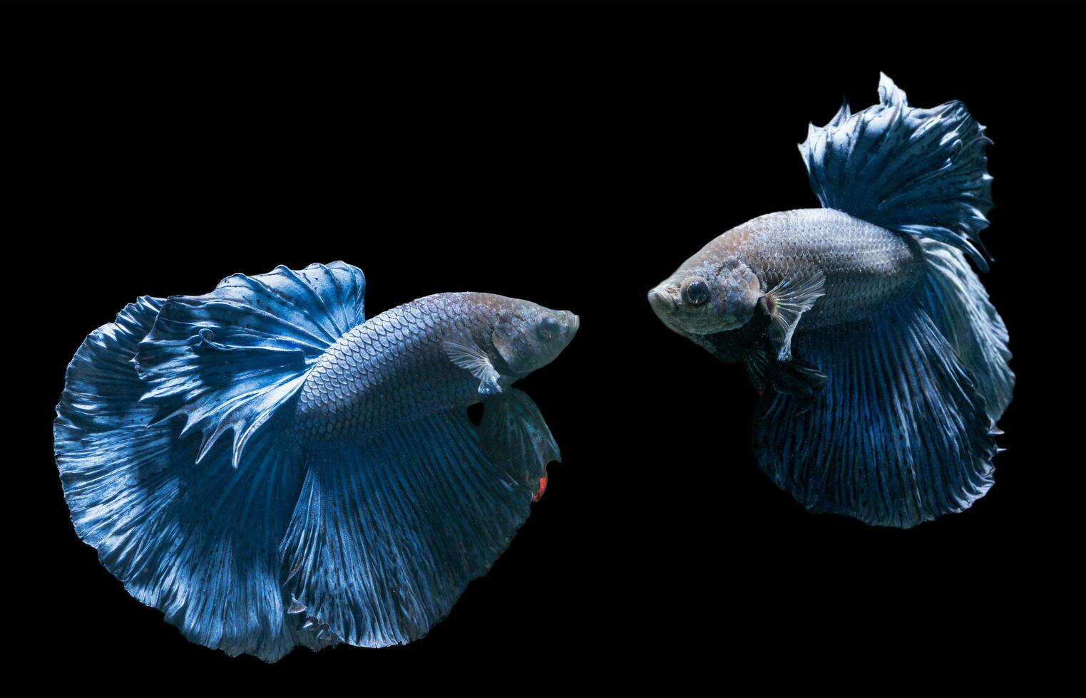 Emotion von Blau Siamese Kampf Fisch, Betta prächtig foto