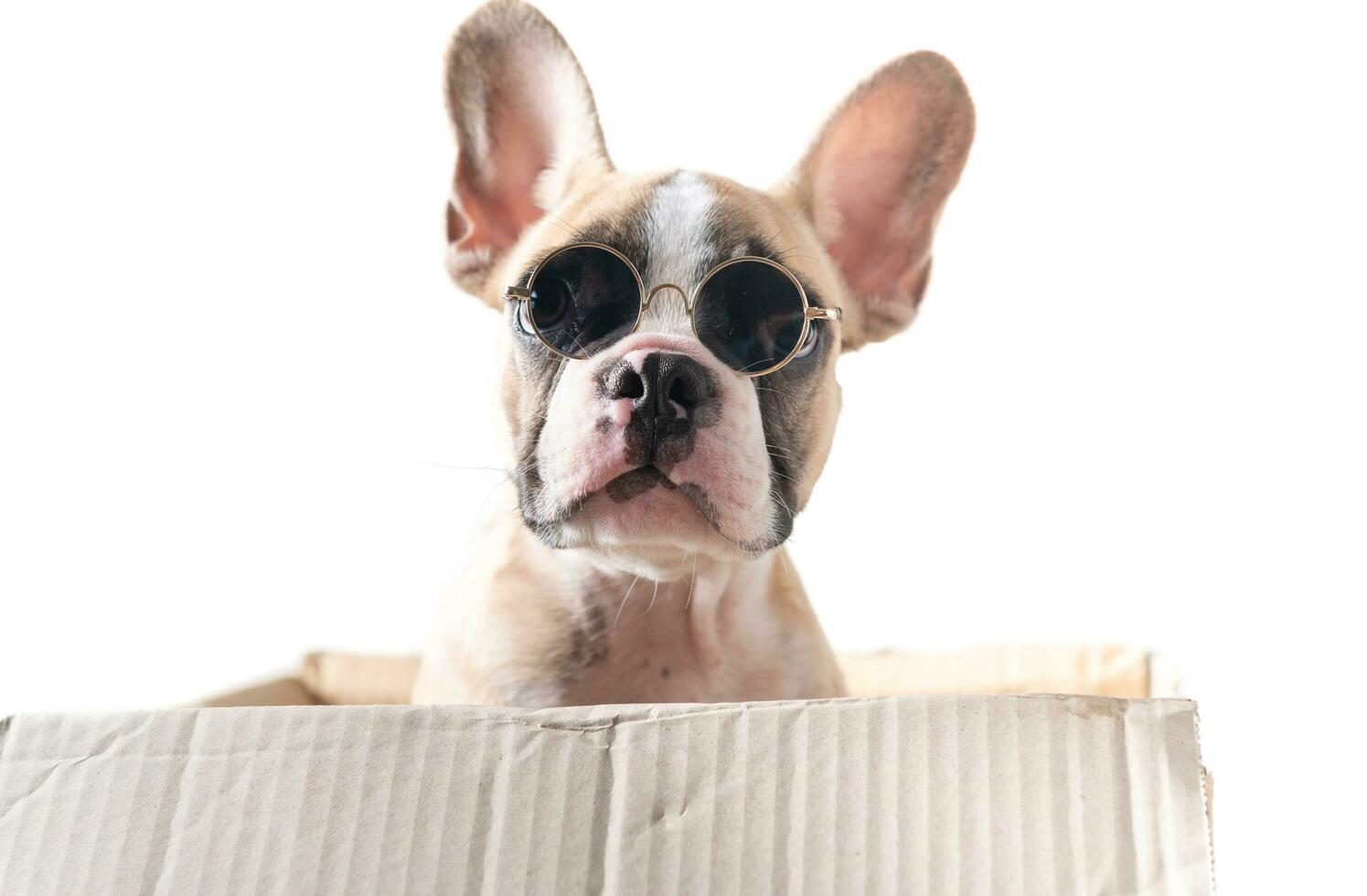 süß Französisch Bulldogge tragen Sonnenbrille im Papier Box foto