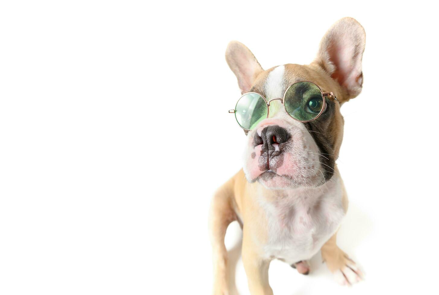Französisch Bulldogge tragen Sonnenbrille isoliert foto