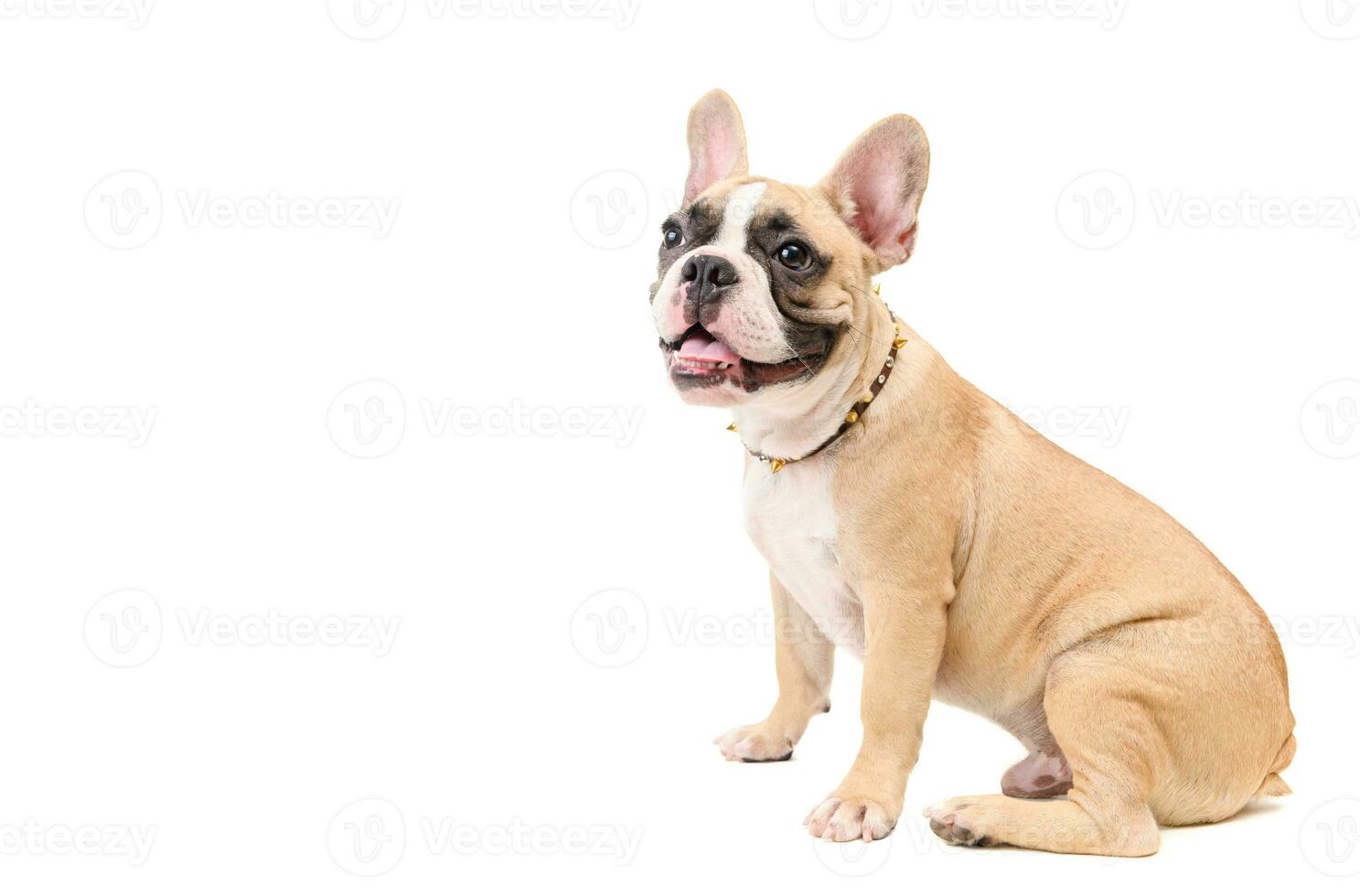 süß braun Französisch Bulldogge Sitzung isoliert foto