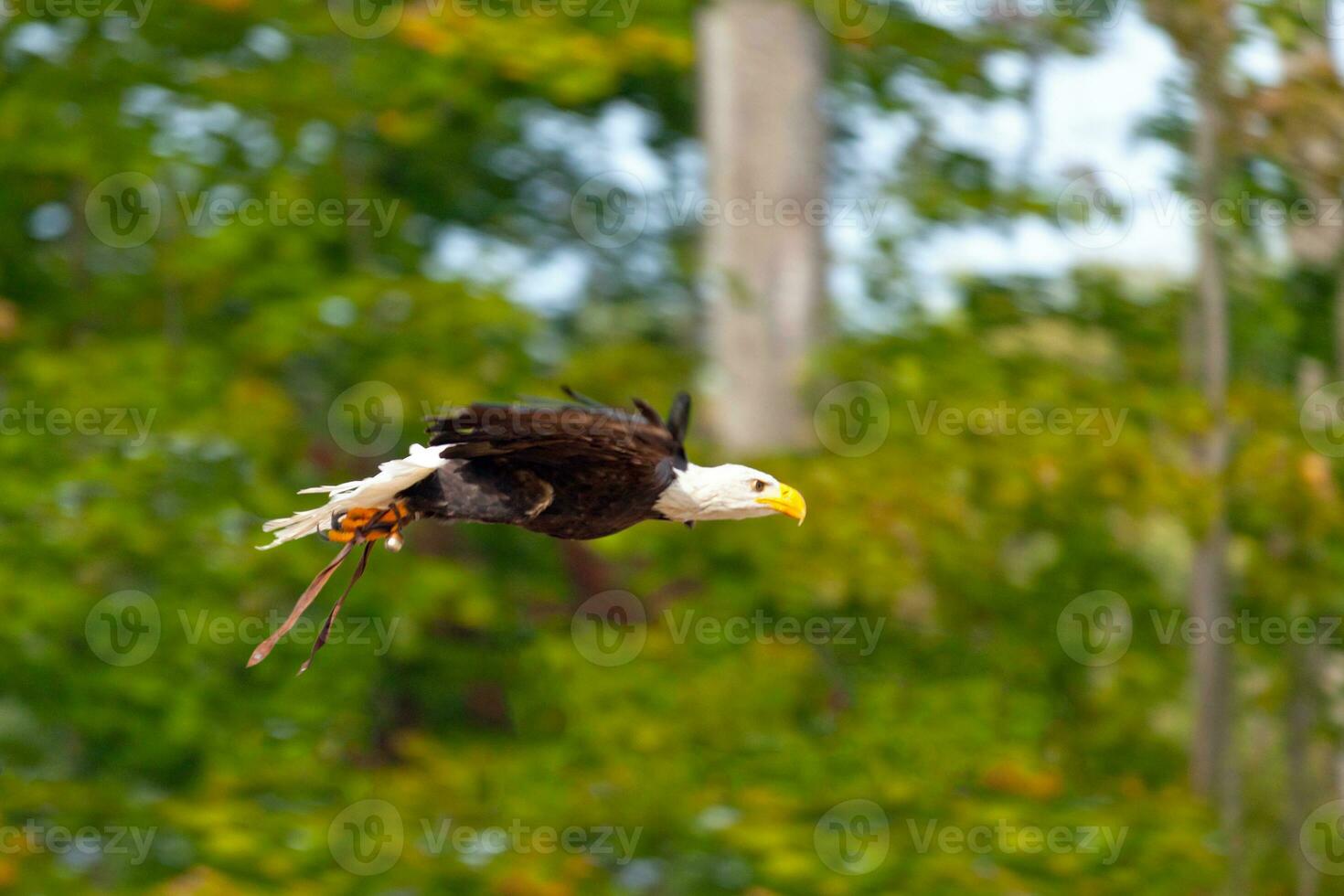 Weißkopfseeadler im Flug foto