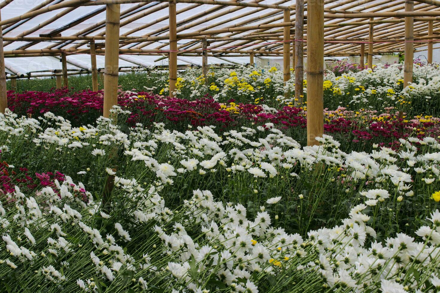 Chrysantheme Blumen im ein Gewächshaus foto