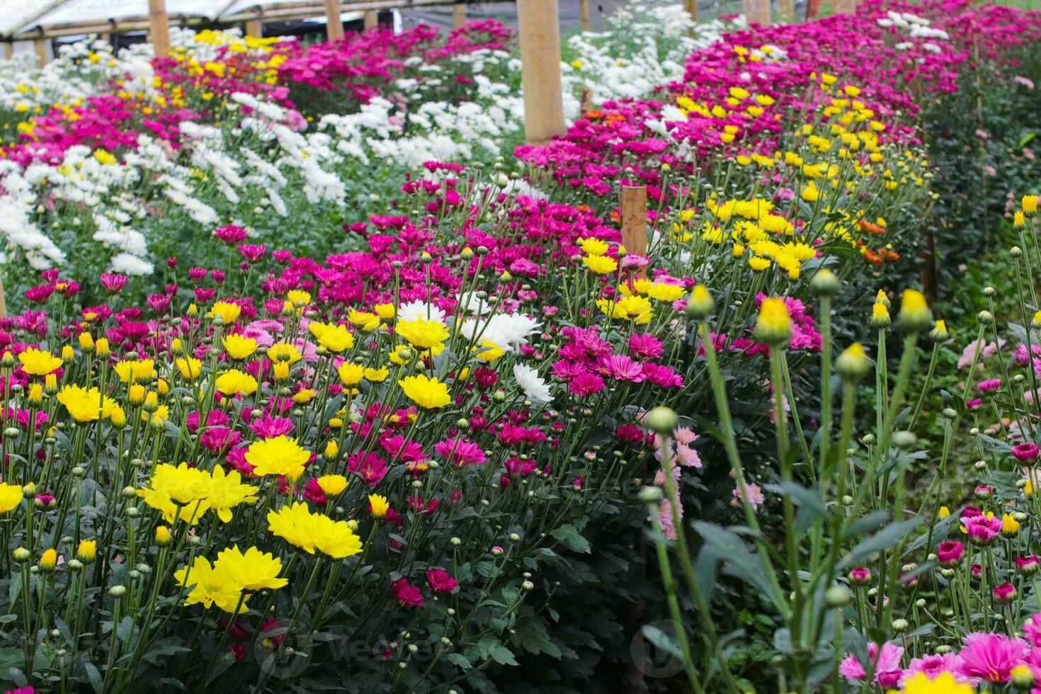 Chrysantheme Blumen im ein Gewächshaus foto