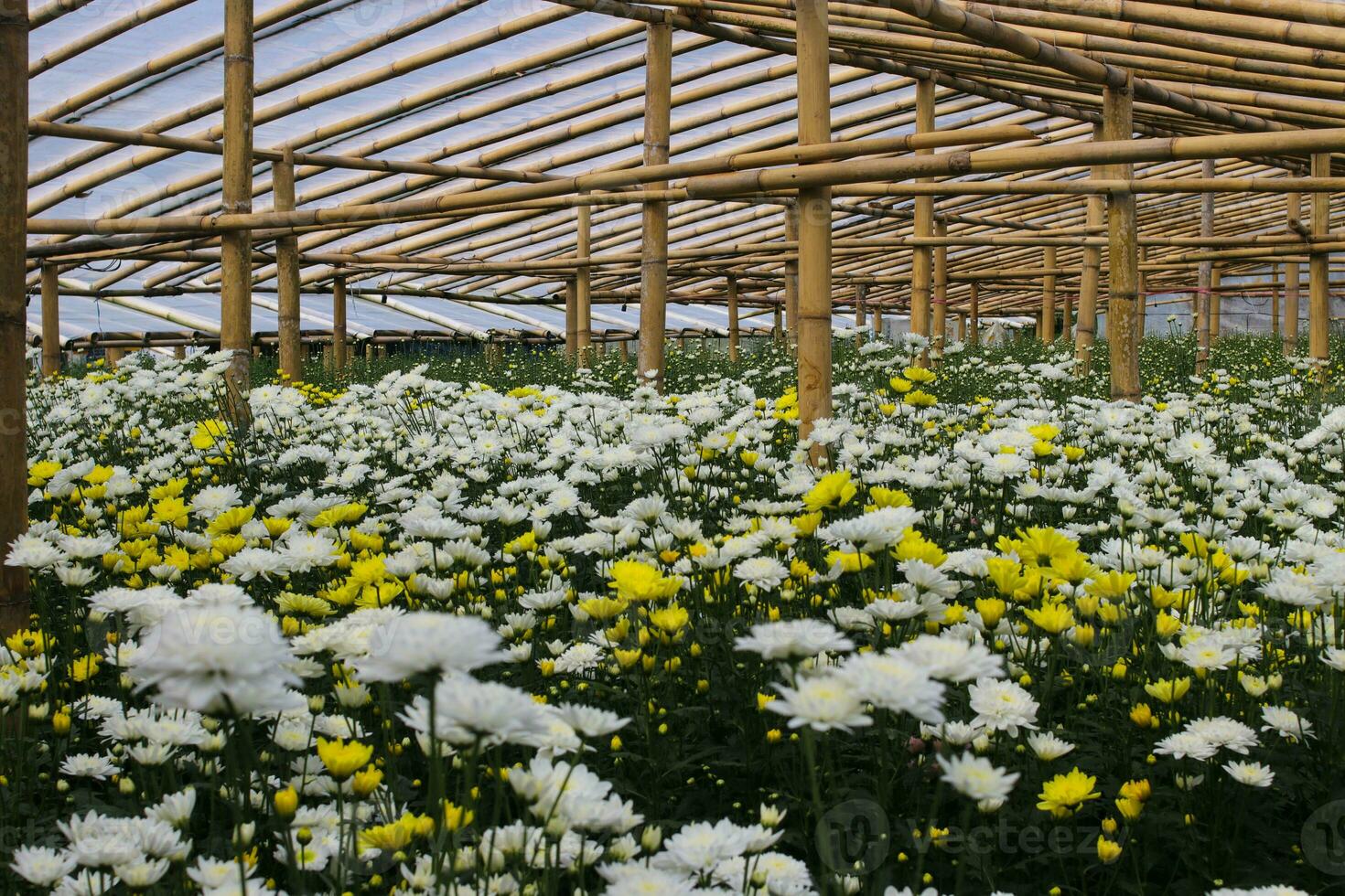 Chrysantheme Blumen im ein Gewächshaus foto