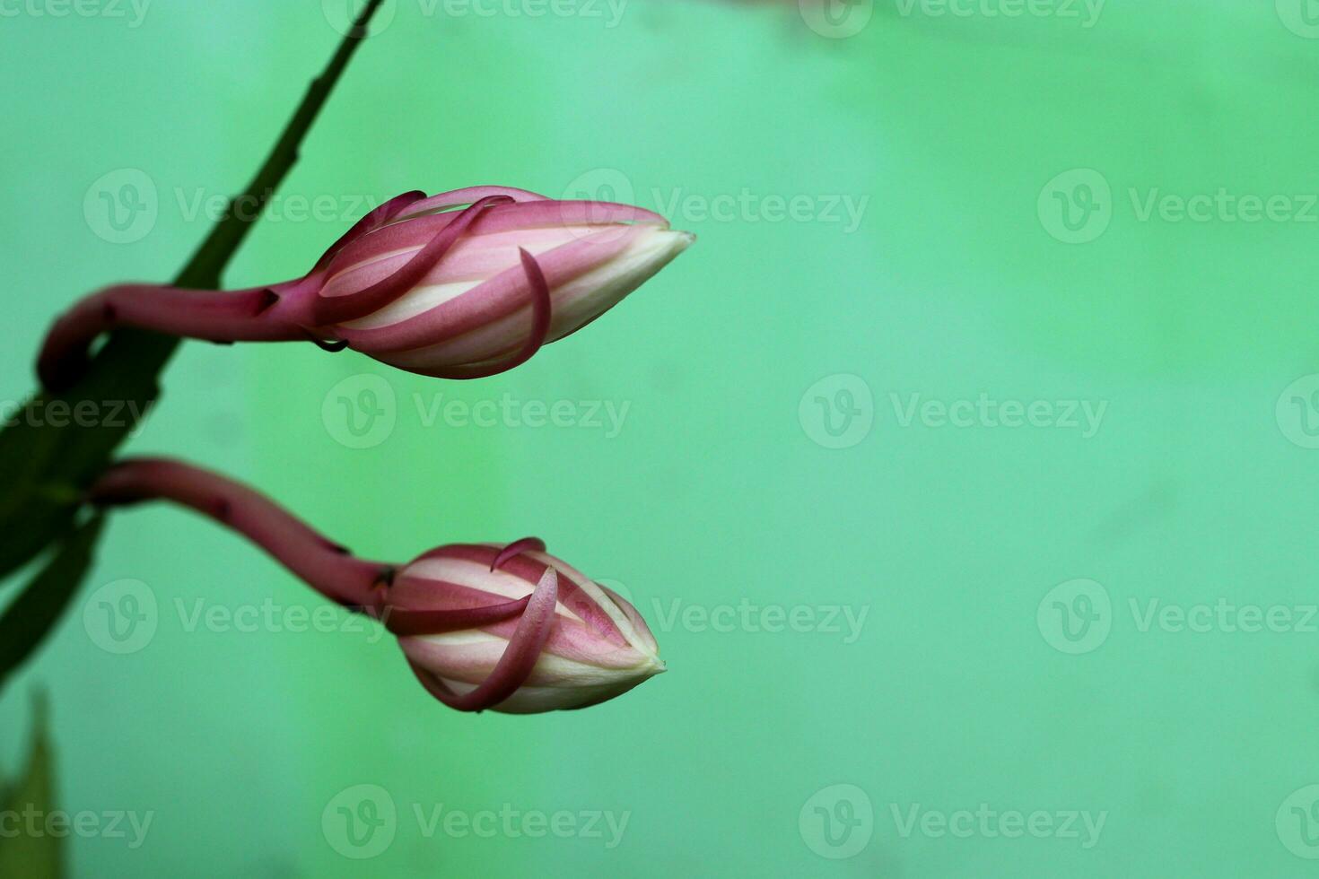 Königin von das Nacht Blume im das Hinterhof foto