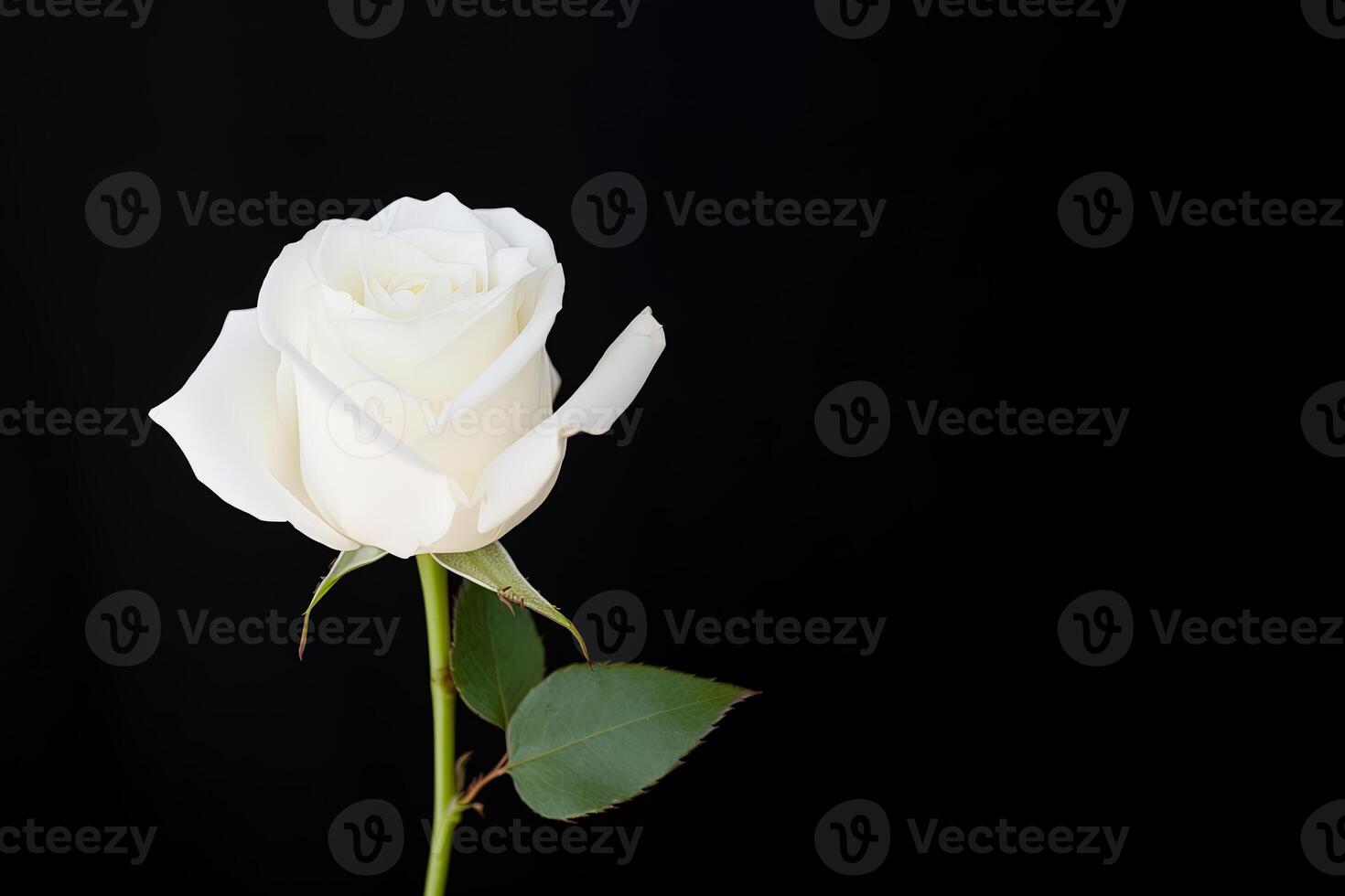 schön Weiß Rose auf schwarz Hintergrund mit Kopieren Raum. ai generiert foto