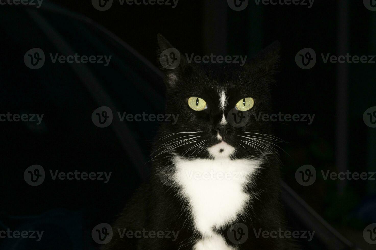 einer schwarz Katze auf ein schwarz Hintergrund foto