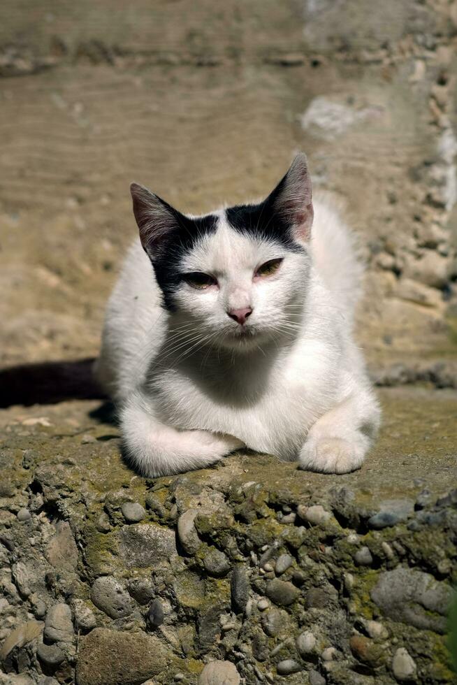 Porträt Schuss von schön Weiß Katze Verlegung Nieder auf das Boden foto