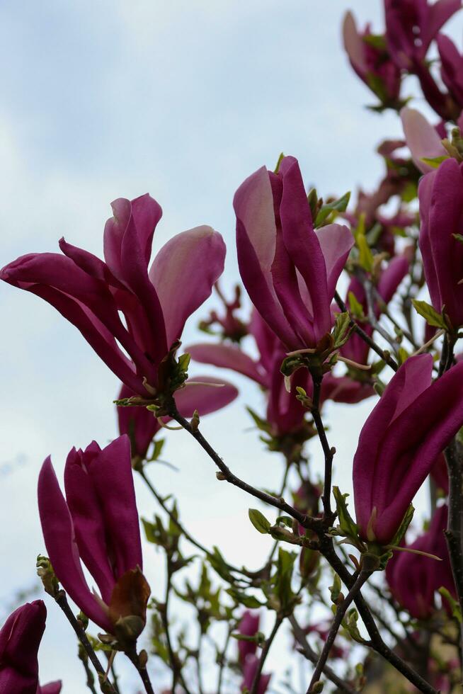 Magnolie Blumen Das haben Spezifisch Einzelheiten foto
