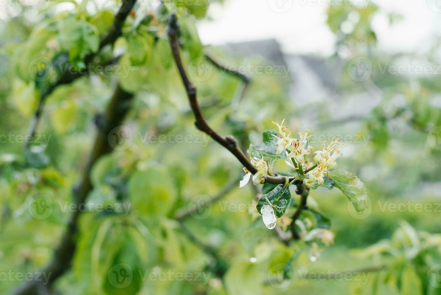 verblasst Apfel Blüten auf ein Baum Ast nach das Regen foto