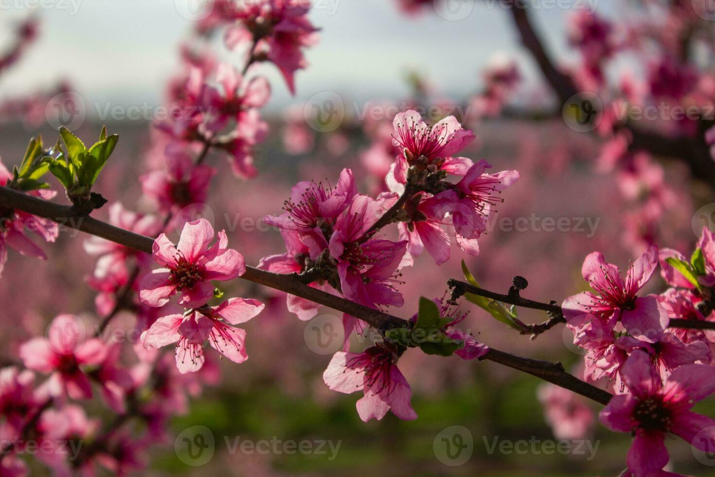 Pfirsichblüte in Spanien foto