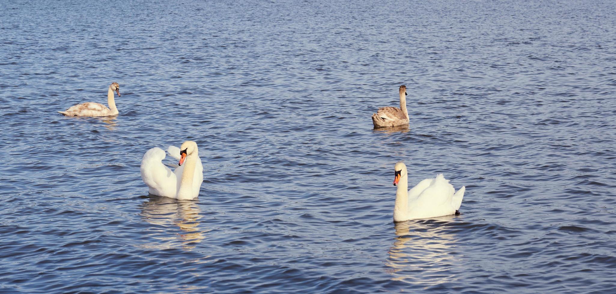 weiße Schwanenfamilie auf der Ostsee foto