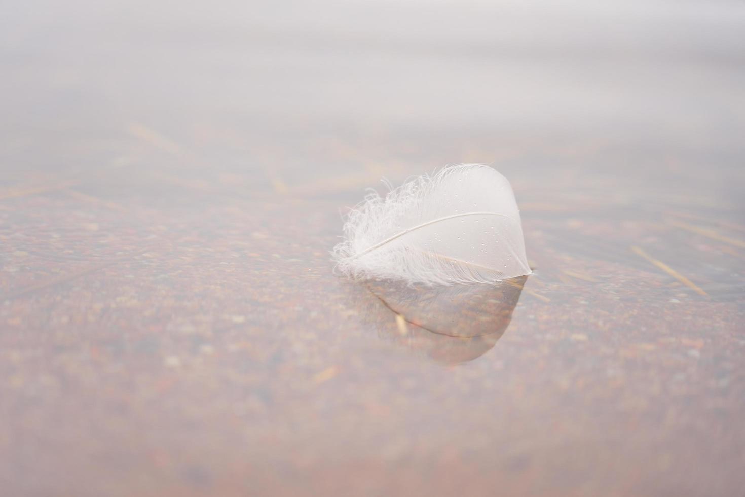 weiße Feder auf dem Wasser foto