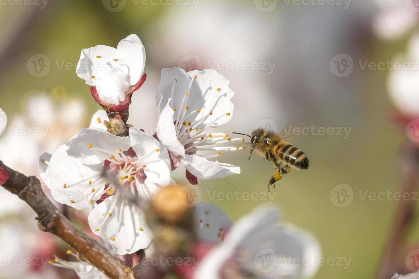 Honigbiene fliegt zu einer Mirabellenblüte foto