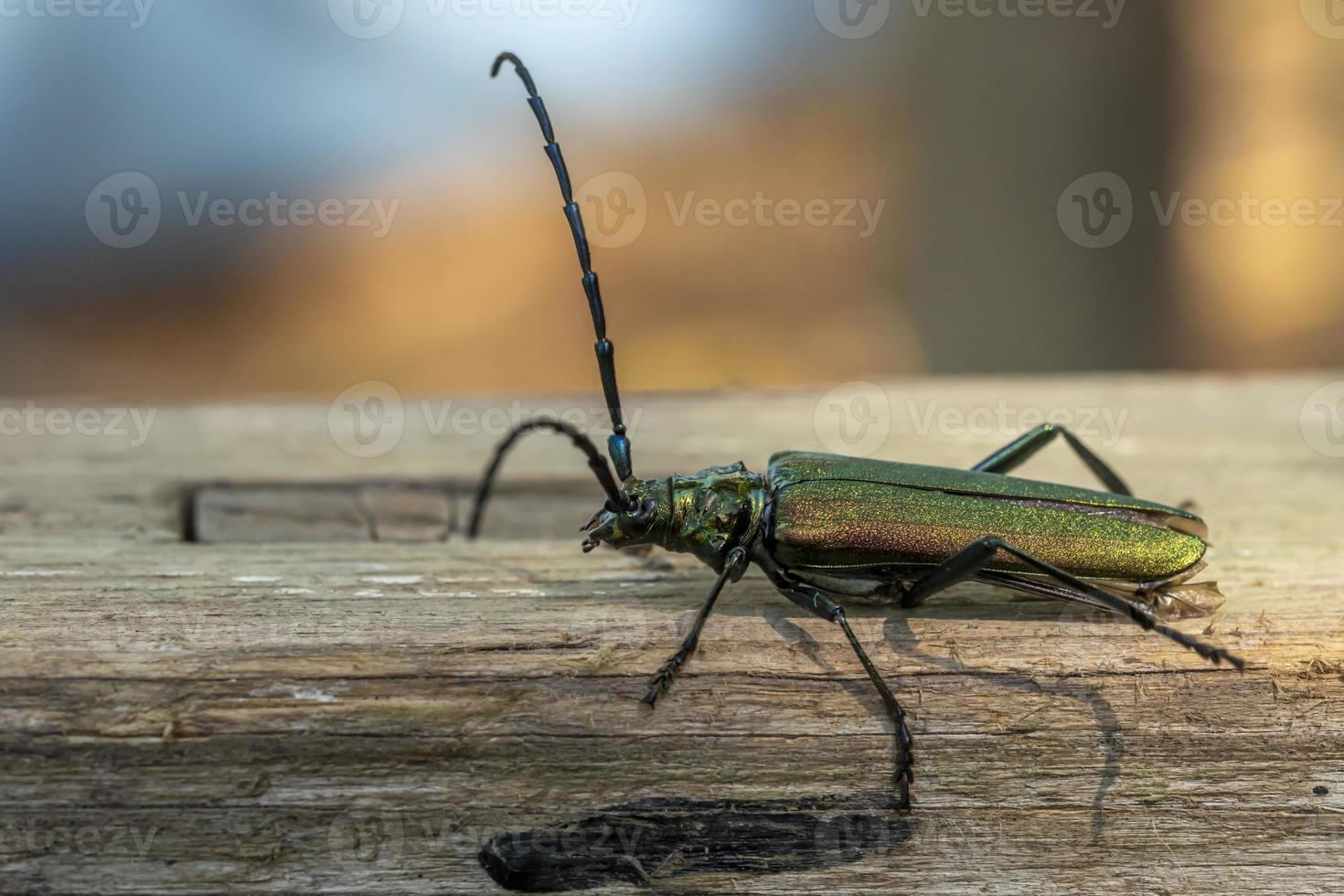 grüner Käfer auf Holz foto