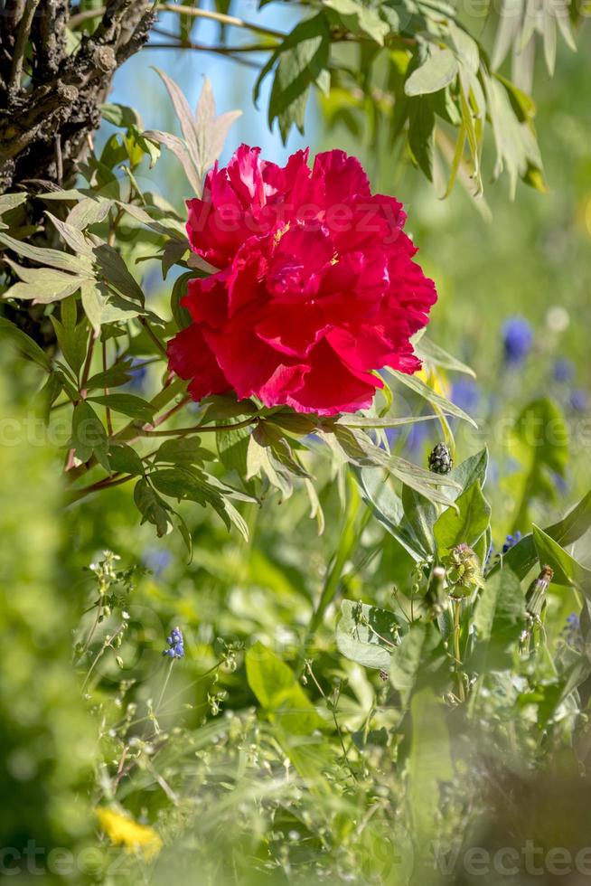 rote Pfingstrose im Garten foto