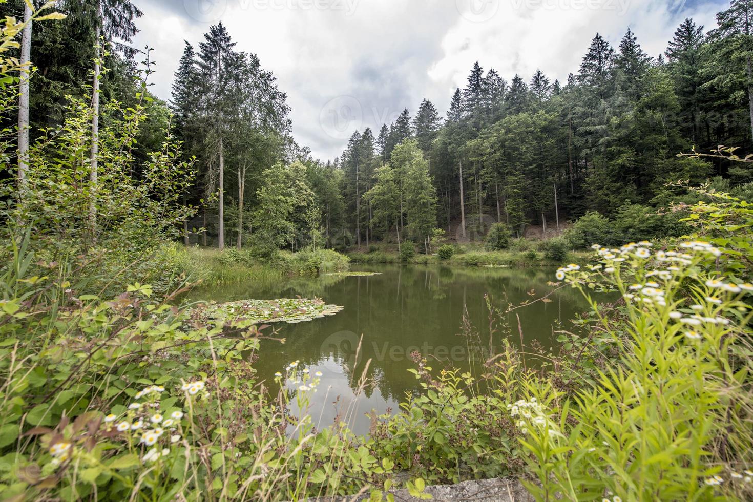 Bergsee mit Tannen foto