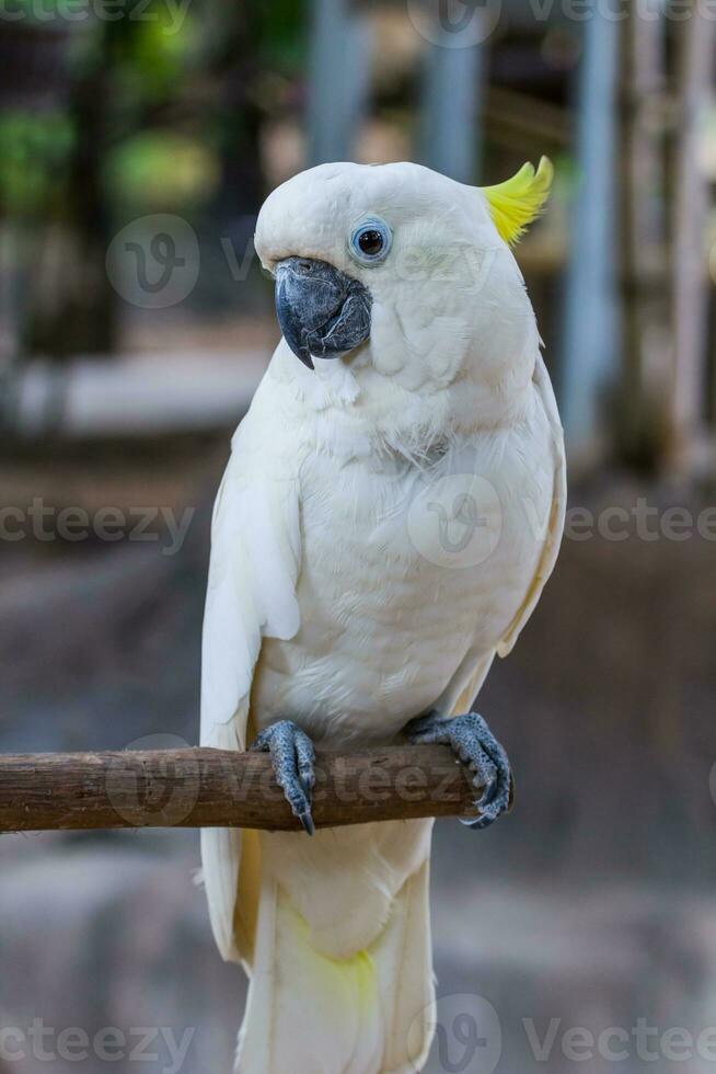 Gesicht des Kakadus mit gelbem Haube foto