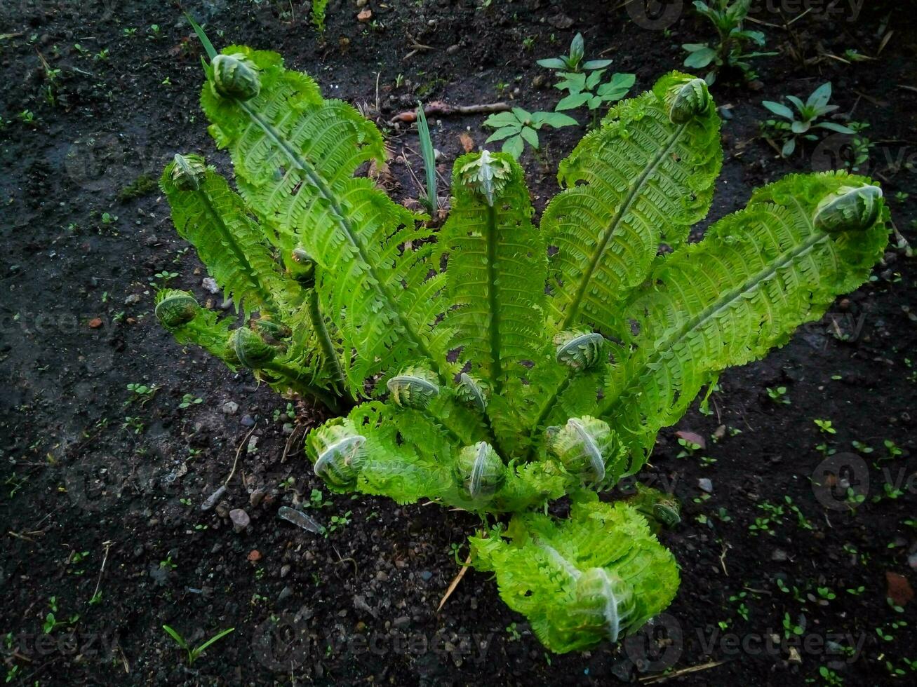 Strudel aus grünem Farn auf einem Blumenbeet im Garten foto