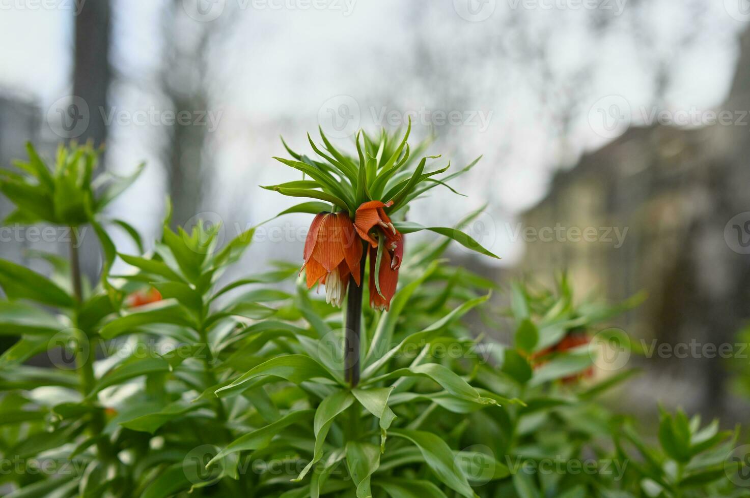 Blume Pflanze rot Krone Imperiale Fritillaria rubra foto