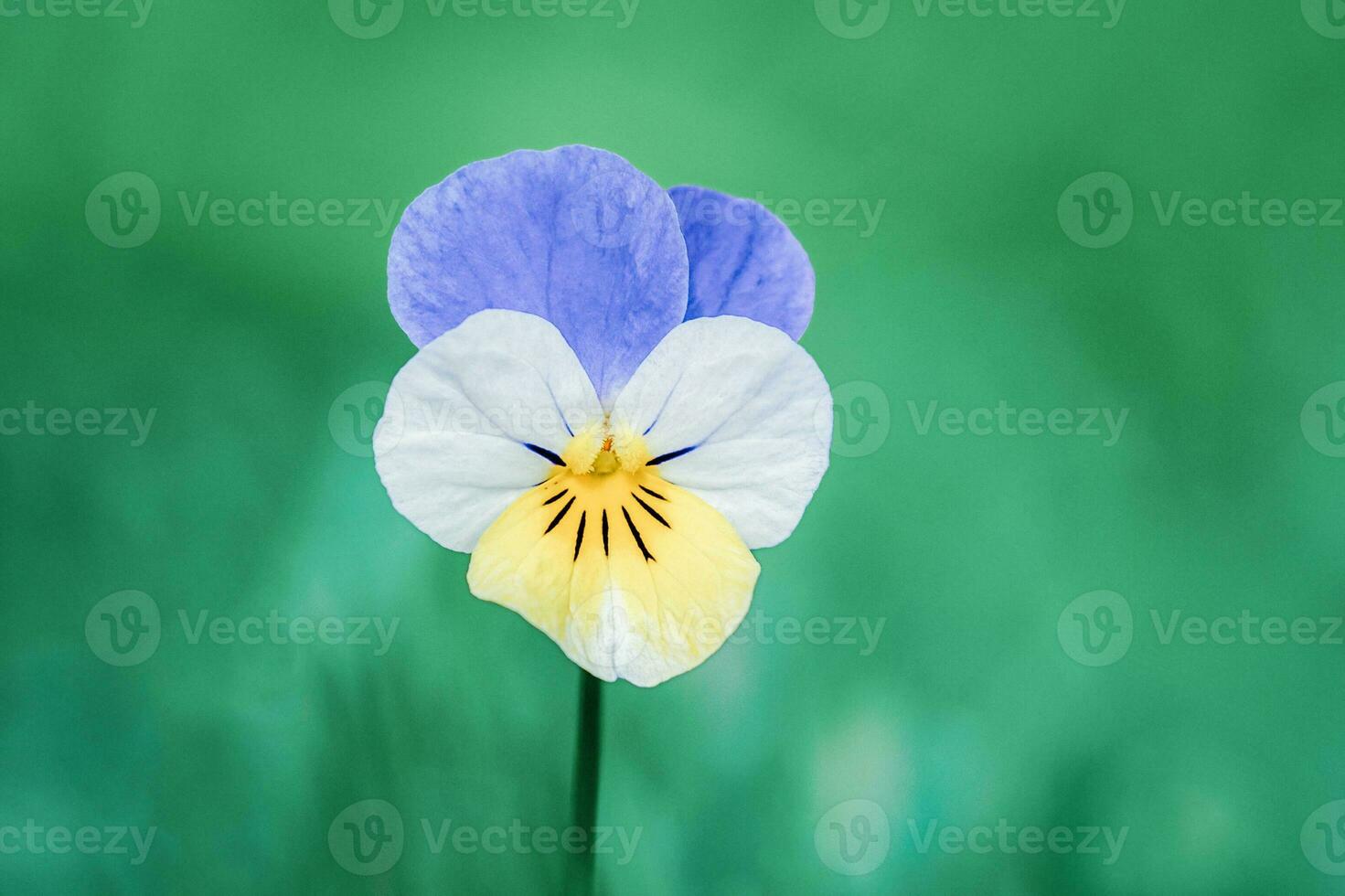 Stiefmütterchen Blume Viola dreifarbig auf Grün Gras Hintergrund foto