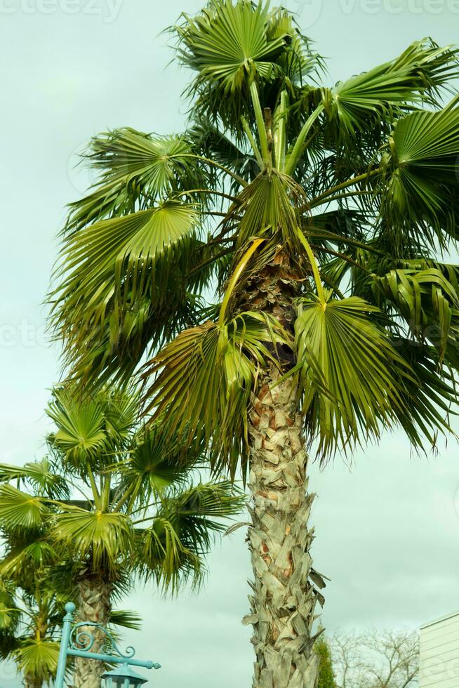 hoch Palme Bäume wachsend auf ein exotisch tropisch Insel auf Hintergrund von hell Blau Himmel. foto