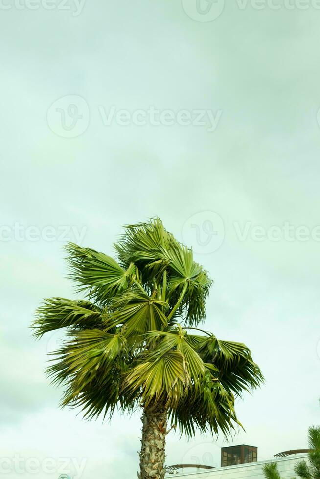 hoch Palme Bäume wachsend auf ein exotisch tropisch Insel auf Hintergrund von hell Blau Himmel. foto