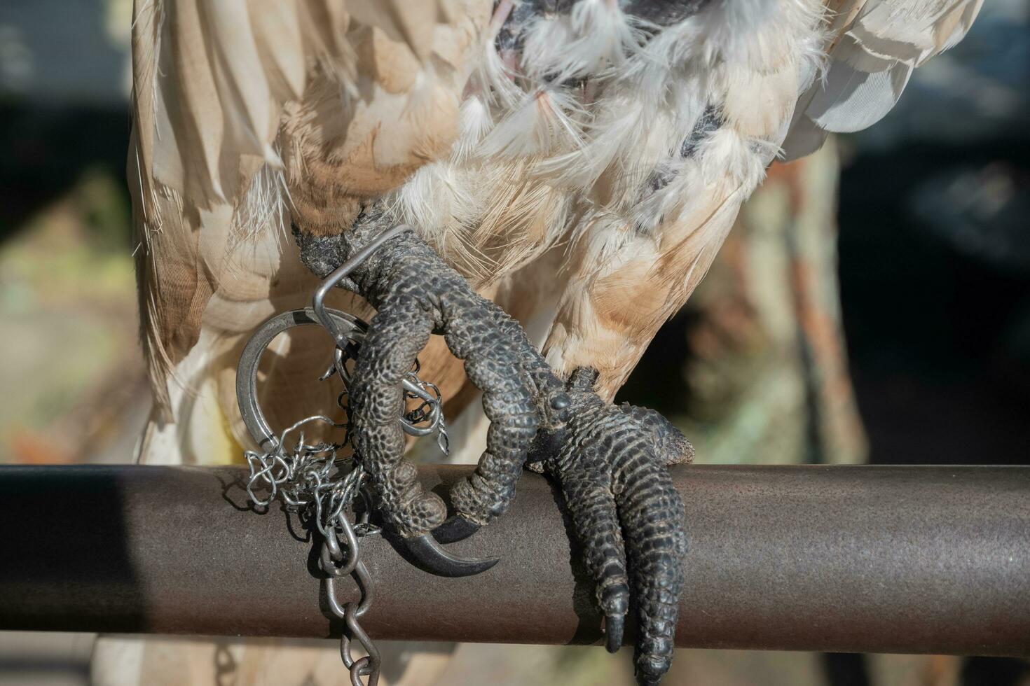 selektiv Fokus auf das Ketten Das binden das Vogel Beine. Sanft Fokus. Foto Konzept zum das Schutz von Selten und gefährdet Tiere