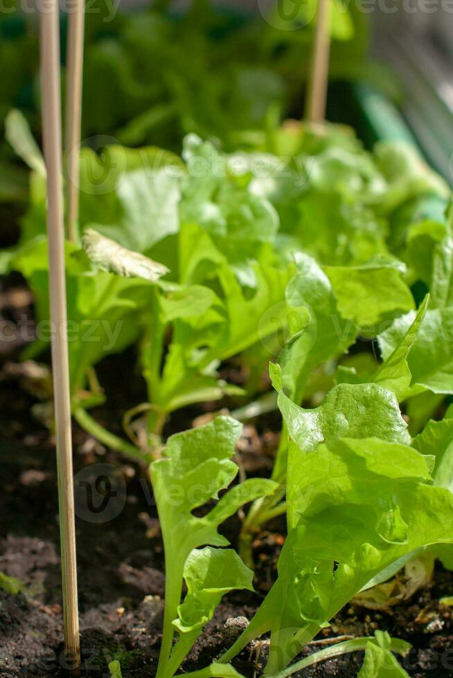 Grün Grüner Salat Sprossen Stock aus von das Boden. wachsend jung schießt von Grüner Salat. Stöcke gesteckt. flach Tiefe von Feld. Vertikale. foto