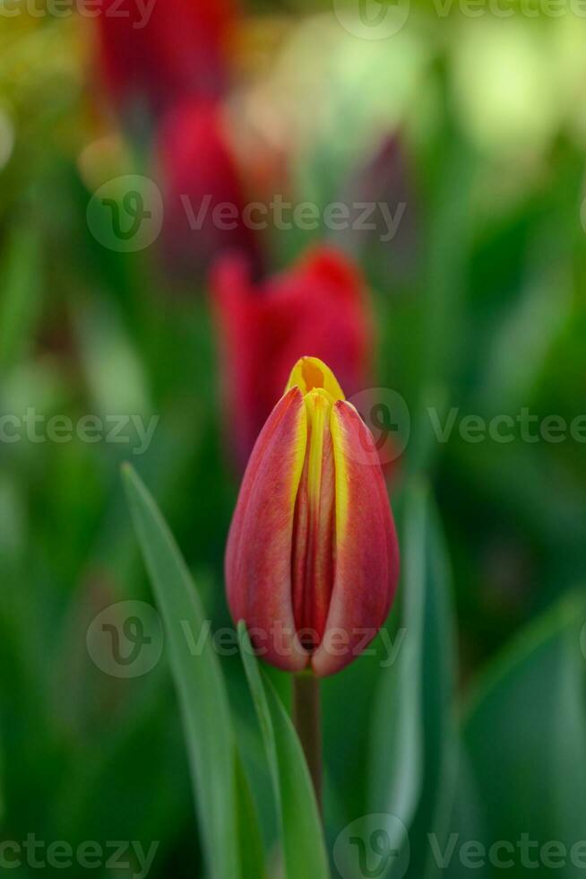 Tulpen im Garten foto