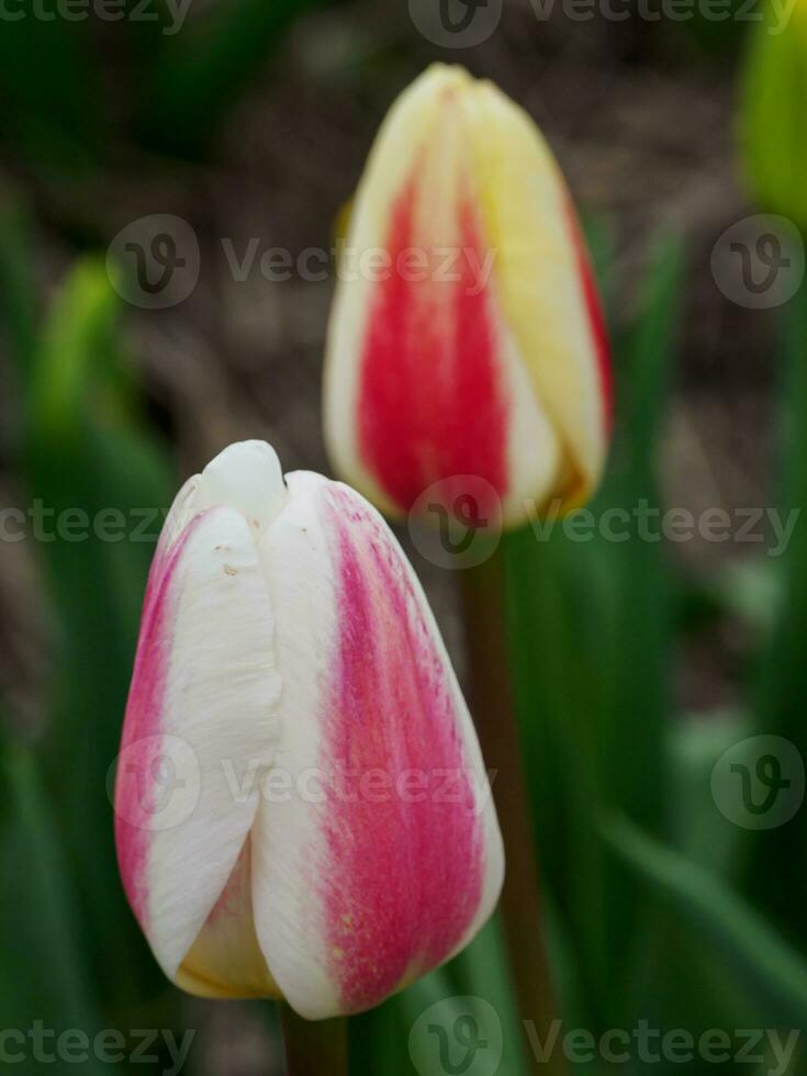 viele Tulpen im das Niederlande foto