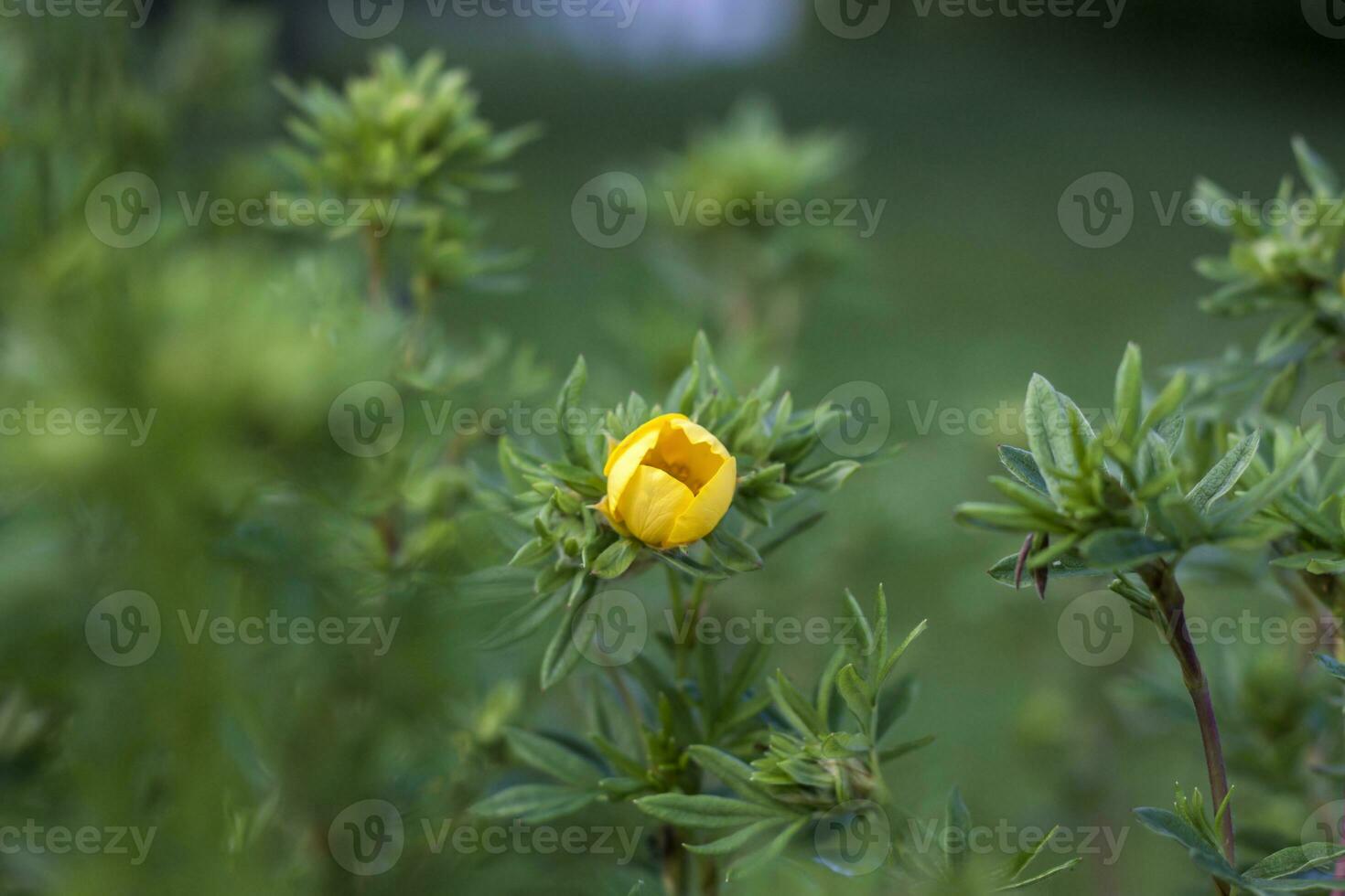 Gelb Blume, Grün dicht Gras, Blumen im das Gras foto