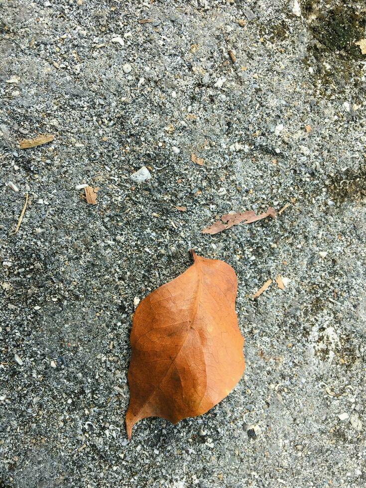 getrocknet braun Blätter isoliert auf ein Asphalt Straße foto