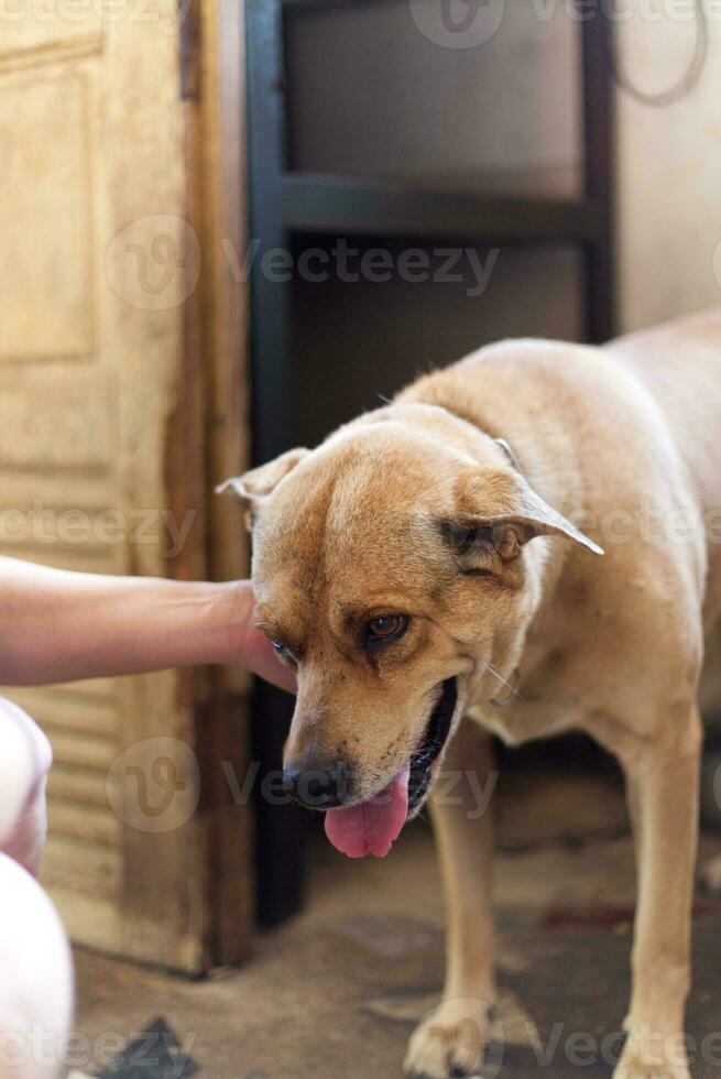 schließen oben dunkel braun Weiß Hund Wolf Standort und anbinden mit Kette foto