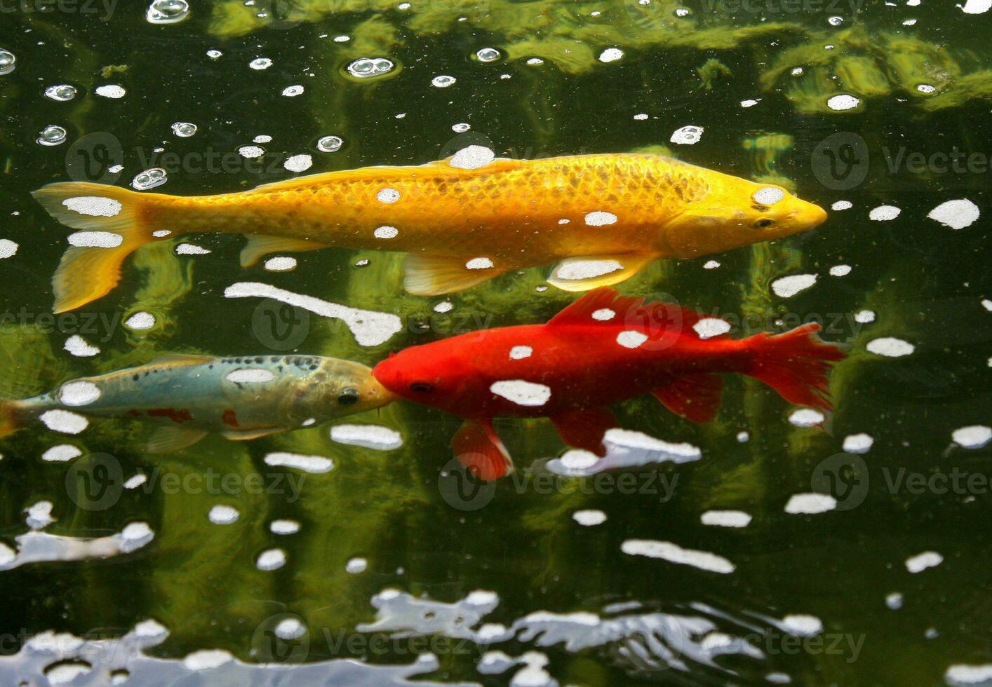 drei bunt Koi Fisch Schwimmen im ein Garten Teich foto