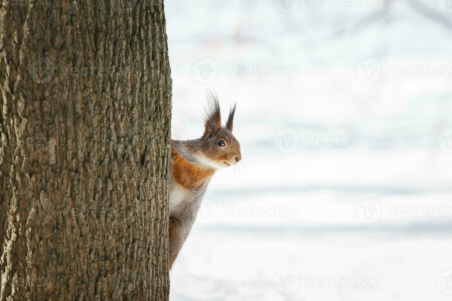 süß jung Eichhörnchen auf Baum mit gehaltenen aus Pfote gegen verschwommen Winter Wald im Hintergrund. foto