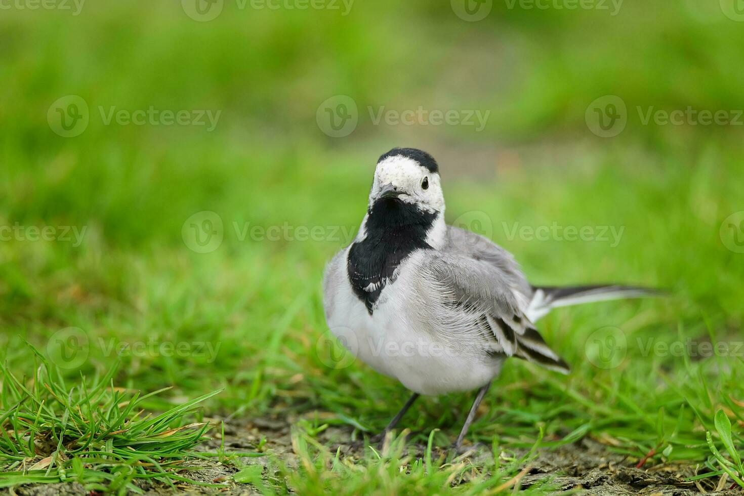 Weiß Bachstelze Vogel Motacilla alba im das Wiese im Frühling foto