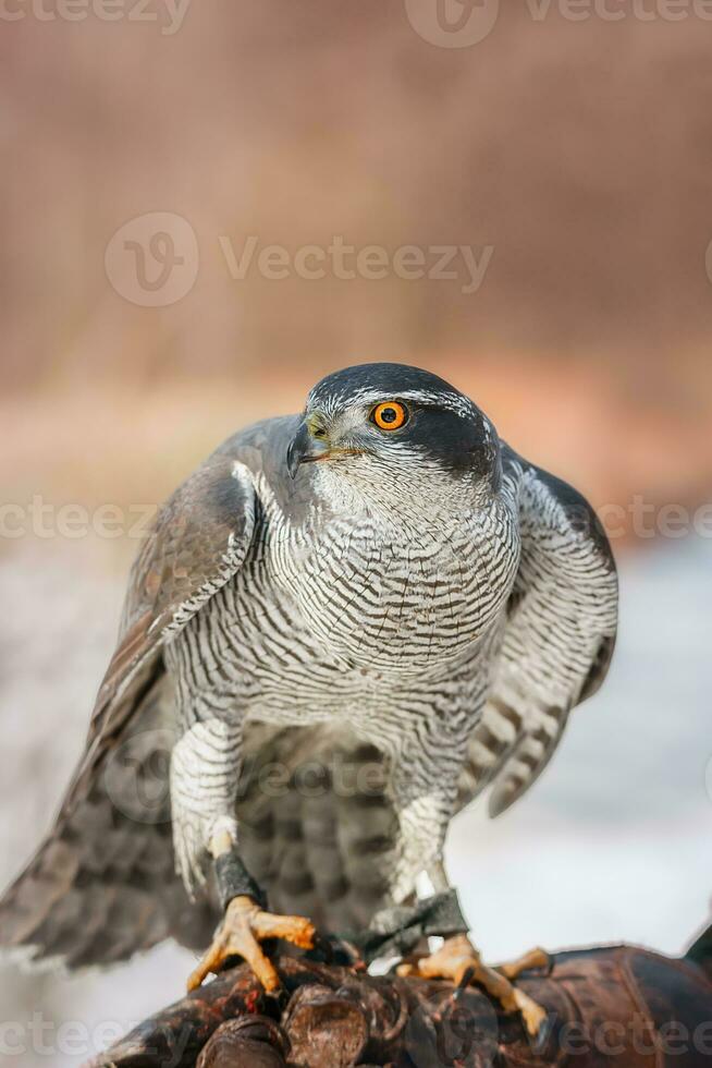 Nord Hühnerhabicht Accipiter gentilis - - Erwachsene foto