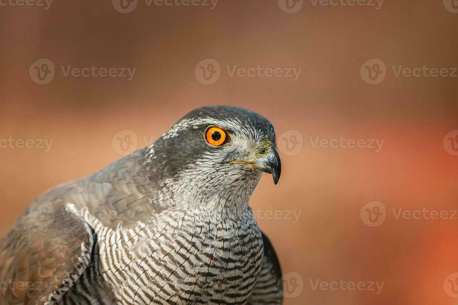 Nord Hühnerhabicht Accipiter gentilis - - Erwachsene foto