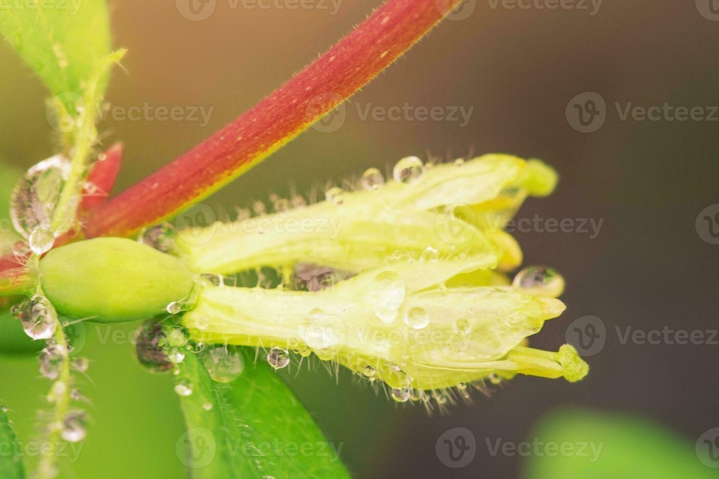 Geißblatt blüht im Gelb. Frühling Natur. Blume auf ein Busch Makro Foto. foto