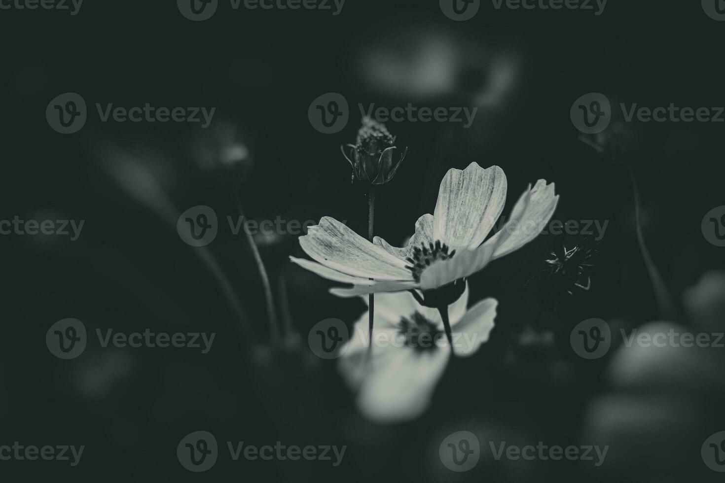 wenig Sommer- Blumen wachsend im das Garten unter Grün Laub Hintergrund auf ein warm Tag foto