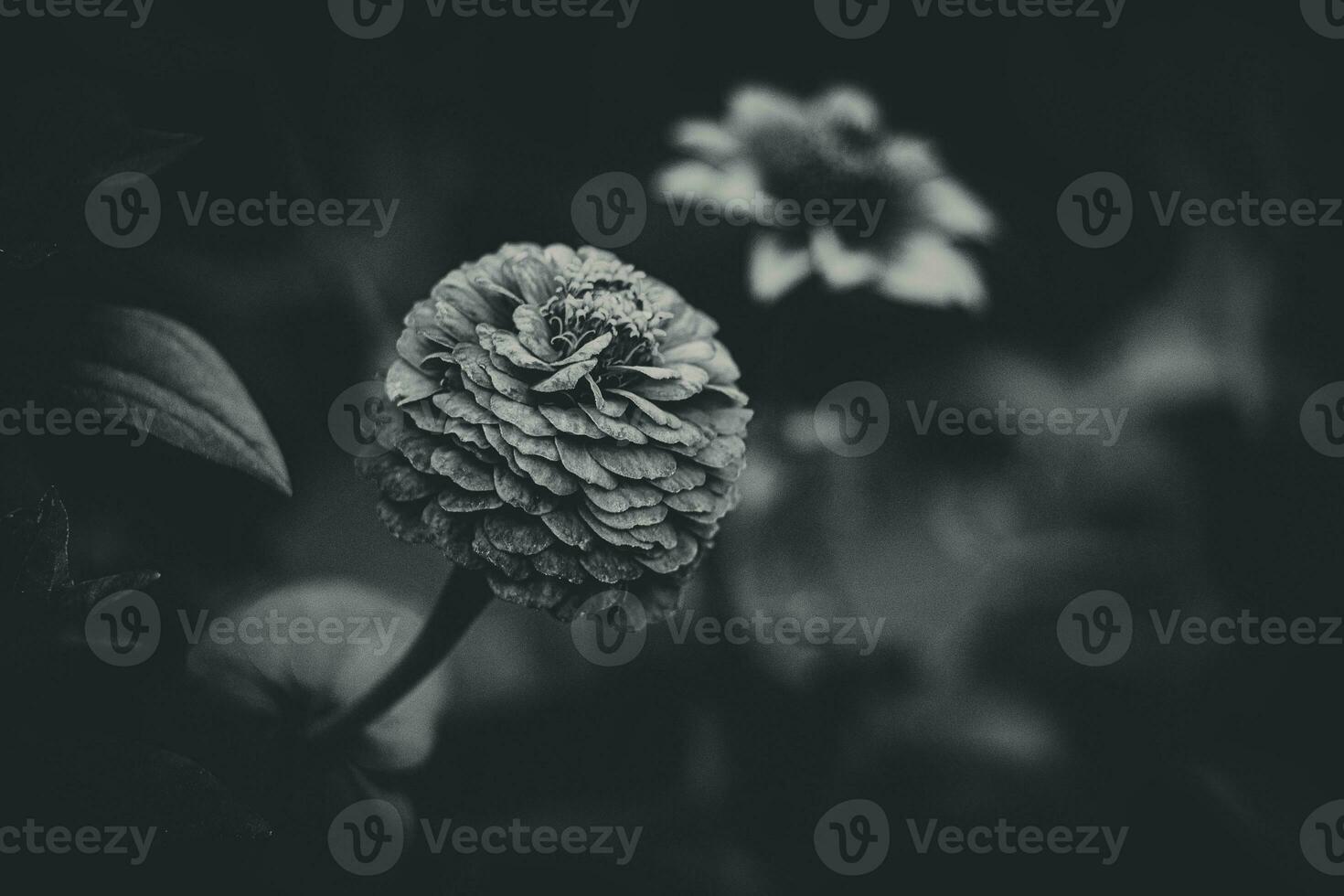 Sommer- gelb-weinrot Blume unter Grün Blätter im das Garten foto