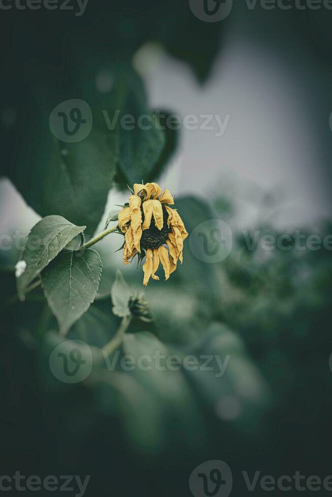 wenig Sommer- Blumen wachsend im das Garten unter Grün Laub Hintergrund auf ein warm Tag foto